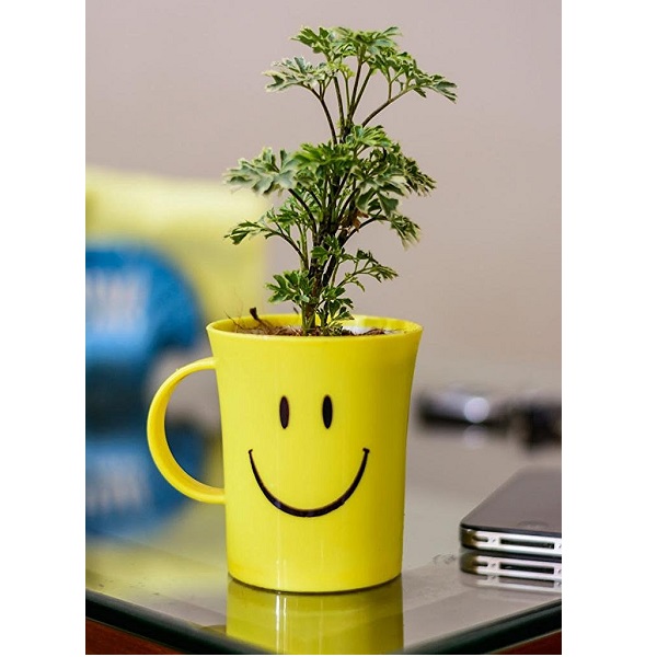 Rolling Nature Aralia Variegated in Smiley Cup