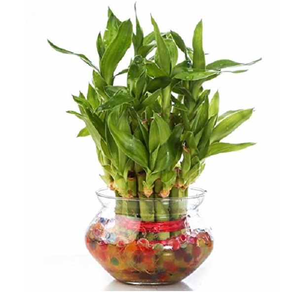 SMZ Brandlines Two Layer Lucky Bamboo Plant